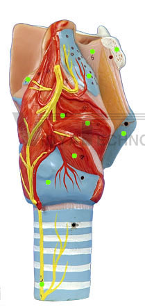 Larynx I- Lateral View